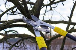 Tree pruning with tools