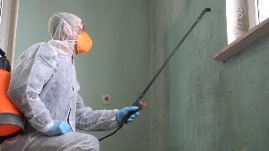 mold remediation