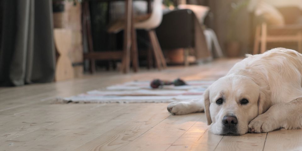 4 Ways Dog Owners Can Protect Their Hardwood Floors - Floor Coverings Hawaii