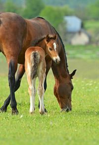 horse feed