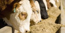 Clifton-Texas-livestock-feed