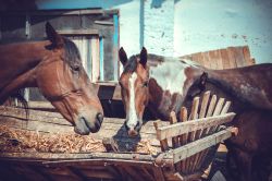 livestock feed