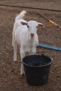 livestock feed