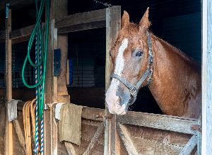 horse feed