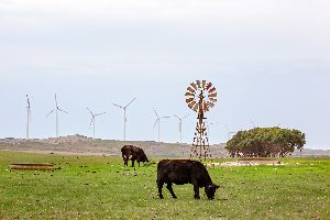 livestock feed