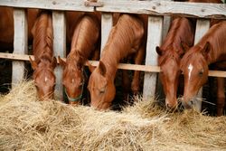 farm equipment