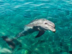 snorkeling tours Maui HI