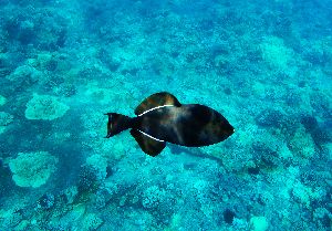 snorkeling