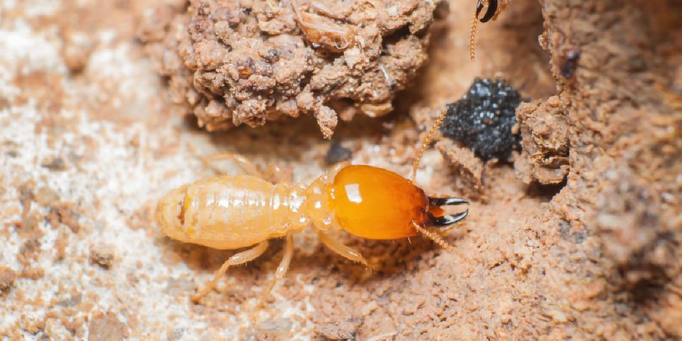Why Formosan Termites Are A Major Concern Mid Pacific Pest Control Inc