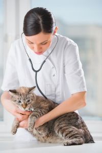 pet health exams