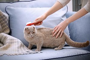 pet grooming