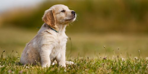 what age dog can use invisible fence