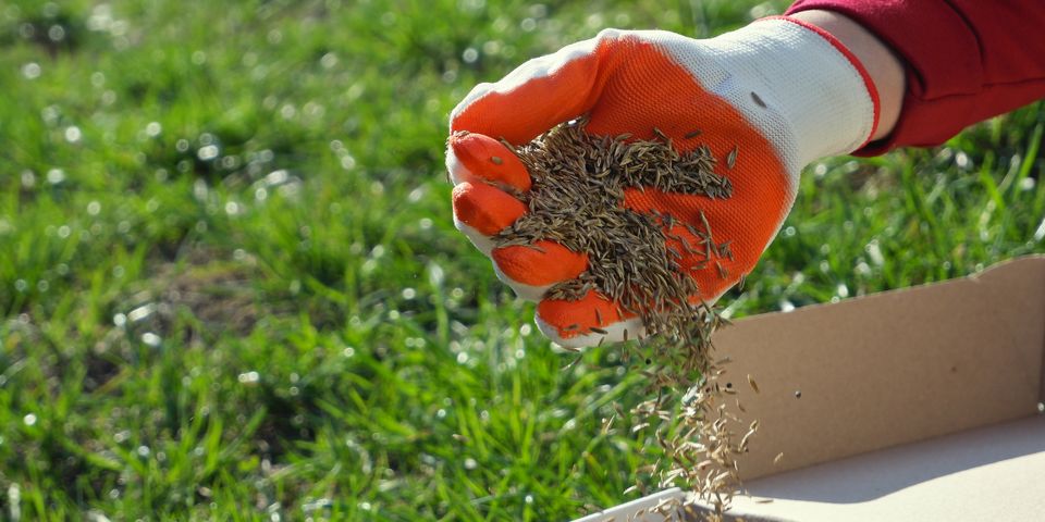 3 Tips for Planting Grass Seed on an Existing Lawn - Certified Products